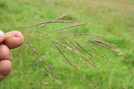 Image result for Bothriochloa bladhii