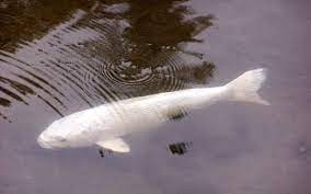 Beli umpan putih ikan mas online berkualitas dengan harga murah terbaru 2021 di tokopedia! Jenis Jenis Ikan Ikan Koi Atau Cyprinus Carpio L Pertamakali Dipopulerkan Di Jepang Sekitar Tahun 1820 An Para Penangar Ikan Negeri Sakura Berhasil Menyilangkan Beberapa Strain Ikan Mas Menjadi Ikan Dengan Warna Merah