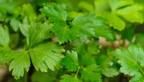 Jan 23, 2021 · yes, dogs can eat parsley as long as you don't go overboard and give your dogs too much parsley (or any other type of food for that matter), it is probably one of the healthiest human foods that your dog can eat. Can Dogs Eat Herbs What To Know About Dogs And Herbs