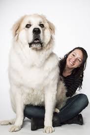 10 Dogs Who Don T Realize They Re Enormous Cat Illnesses Lap Dogs Pets