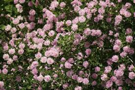 Image result for Dais cotinifolia