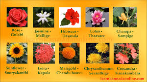 Flower Names Kannada Flower Names In Kannada Through English