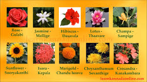 flower names kannada flower names in kannada through english