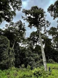 Image result for Bivinia jalbertii