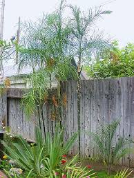 Image result for Chamaecrista plumosa