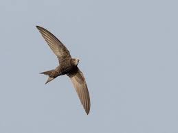 Результат пошуку зображень за запитом "стриж"