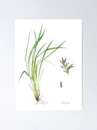 Image result for Cymbopogon nardus