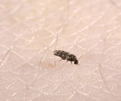 Las pulgas son insectos del orden de las siphonaptera sin alas, , de las que se reconocen 2500 especies , en su gran mayoría portadoras y transmisoras de enfermedades, como. Que Hago Si Mi Mascota Ha Traido Pulgas A Casa Fastcontrol