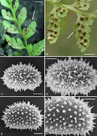 Image result for Pleopeltis  × simiana