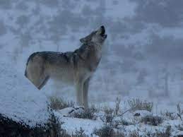 A Yellowstone Wolf Howls In The Snow Wolves Make Four Types Of Sounds Howl Bark Whimper And Growl Howling Is T Yellowstone Wolves Wolf Beautiful Wolves