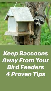 See full list on birdwatchingbuzz.com 7 Ways To Keep Raccoons Off Your Bird Feeders 2021 Bird Watching Hq In 2021 Bird Feeders Bird Feeding Station Bird Feeders For Kids To Make
