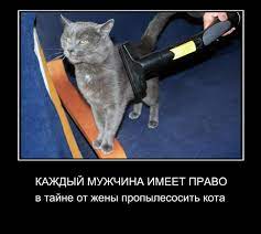 Каждый мужчина имеет право в тайне от жены пропылесосить кота - Супер  Демотиваторы - Подборка лучших демотиваторов сети