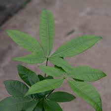 Image result for Pachira glabra