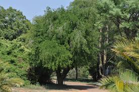 Image result for Spirostachys