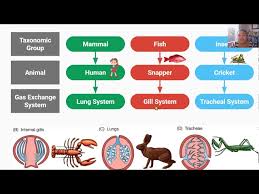 Gas Exchange In Animals Why Respire? Size Matters