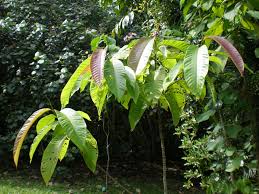 Image result for Triplaris americana