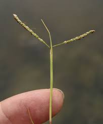 Image result for Paspalum vaginatum