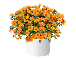 Image result for Tacazzea rosmarinifolia