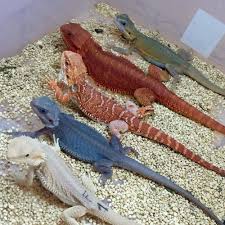 Some bearded dragons will brumate for a week, others for a few months, and some will never brumate. Bearded Dragon Gallery Dubias Direct