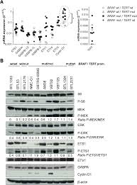 Tert Expression Is Susceptible To Braf And Ets Factor