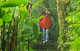 One of the most fascinating forests in the world can be found in costa rica, and in this post, you'll discover the ultimate list of facts about the monteverde cloud forest!. 5 Best Things To Do At Monteverde Cloud Forest Reserve