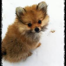 Yorkie Pom Cross Porkie It Looks Like A Baby Fox Can I Have One In My Stocking This Year Yorkie Pomeranian Mix Pomeranian Mix Cute Dogs