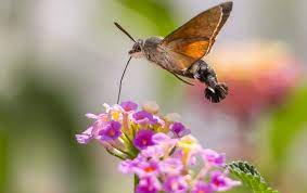 What flowers do hummingbirds like? The Confusingly Enormous Hummingbird Hawk Moth That Looks Set To Become A Regular Fixture In British Gardens Country Life