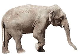 Elephant Reference Elephants Photos Elephant Indian Elephant