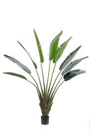 Image result for Strelitzia caudata