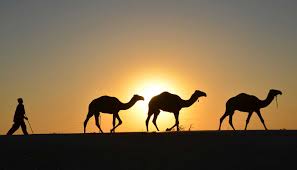 Saudi police arrest man in camel urine scam | The Week UK