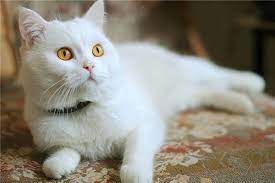 磁力猫常用地址 clm.la 或者 cilimao.app 请牢记! æ¢¦è§ç™½çŒ« å'¨å…¬è§£æ¢¦å¤§å…¨æŸ¥è¯¢ å'¨å…¬è§£æ¢¦å®˜ç½'