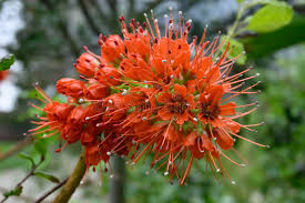 Image result for Greyia