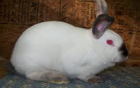 The new zealand rabbit breed has a soft flyback fur that does not require any extra grooming. Californian Rabbits Usa Rabbit Breeders