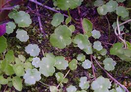 Image result for Hydrocotyle