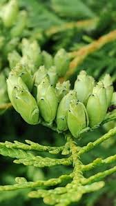 Image result for cuttings thujas