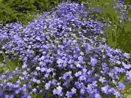 We did not find results for: Fiori Di Montagna I Piu Comuni E Le App Per Riconoscerli Tutti
