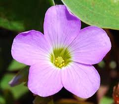 Image result for Oxalis purpurascens