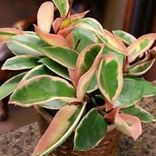 Water when top of the soil is completely dry. Cottage Farms Direct Houseplants Krimson Queen Hoya Wax Plant