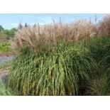 Check spelling or type a new query. Miscanthus Giganteus Wurzelsperre Vergleichen Bis 45 Sparen Purovivo