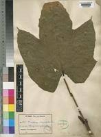 Image result for Macaranga schweinfurthii