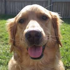 A golden retriever is a very versatile dog. Jenjer Amber 3391 Golden Retriever Rescue Of Mid Florida