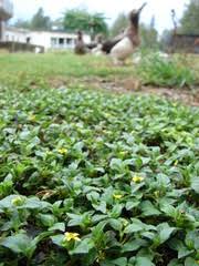 Image result for Calyptocarpus vialis