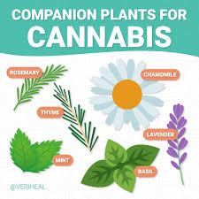 Pair rosemary, carrots, and onions; Companion Plants That Maximize The Success Of Cannabis Cultivation