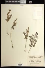 Image result for Mohria vestita