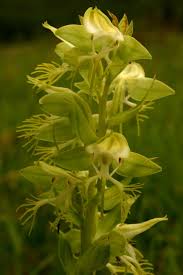Image result for Habenaria praestans