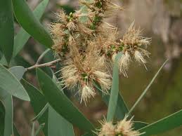 Image result for Melaleuca leucadendron