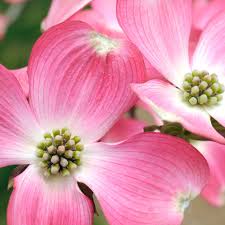 We did not find results for: Buy Flowering Dogwood Cornus Florida F Rubra 29 99 Delivery By Crocus