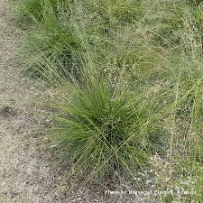 Image result for Sporobolus panicoides