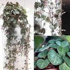 Jan 09, 2020 · if you are new to the string of hearts or have struggled with caring for this plant in the past, this article should give you some guidance. Ceropegia Woodii Care Grow The String Of Hearts Plant Vine