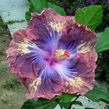 Compare Prices On Perennial Flowers Seeds Online Shopping Buy Low Price Perennial Flowers Seeds At Factory Pr Growing Hibiscus Flowers Perennials Flower Seeds